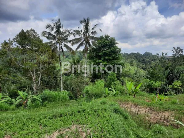 image TANAH KAV 157ARE DAERAH PAYANGAN VIEW BAGUS SAWAH UBUD GIANYAR (5)