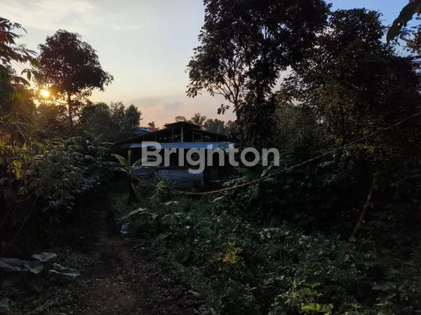 image BISA DIUTANG !! BISNIS PASTI UNTUNG TERNAK AYAM HARGA DI BAWAH PASAR!! (5)