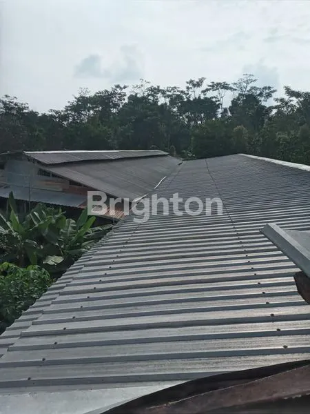 image BISA DIUTANG !! BISNIS PASTI UNTUNG TERNAK AYAM HARGA DI BAWAH PASAR!! (7)