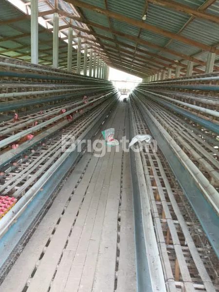 image BISA DIUTANG !! BISNIS PASTI UNTUNG TERNAK AYAM HARGA DI BAWAH PASAR!! (8)