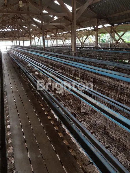 image PASTI CUAN !! BISA DISEKOLAHKAN LAGI !! PETERNAKAN MENGUNTUNGKAN !! (3)