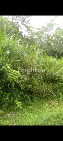 image TANAH LINGKUNGAN ASRI DI DESA SENGANAN TABANAN (3)