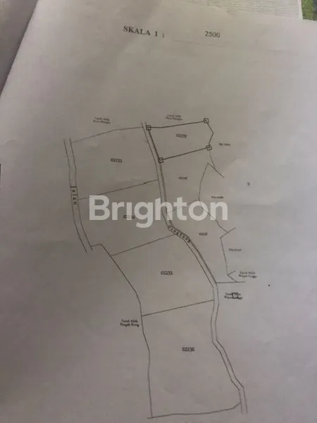 image TANAH LUAS DI LOVINA (1)