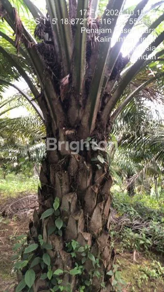 image TANAH SELUAS 7,5 HEKCTAR DI IKN (2)