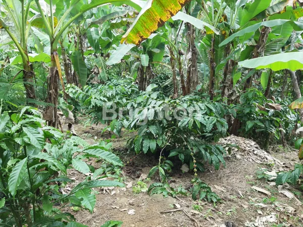 TANAH DI SELEMADEG TABANAN