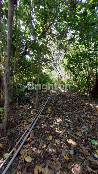 image TANAH  KAVLING LANGKA  6.5 ARE DI UMALAS BALI (4)