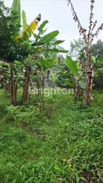 image TANAH PARUNG KUDA SUKABUMI GRATIS RUMAH WALET (3)