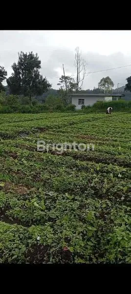 image TANAH SELECTA KOTA BATU (2)