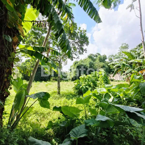 image LUAS TANAH NOL JALAN PROPINSI DAERAH SRENGAT (2)