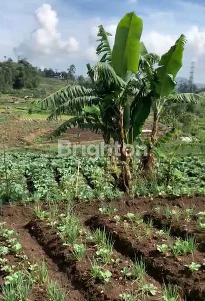 image TANAH KEBUN TANAH SAWAH CIWIDEY DEKAT KAWASAN WISATA KAWAH PUTIH NEGO SAMPE DEAL  (6)