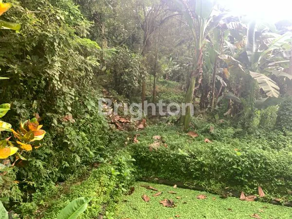 image 4 ARE SANGAT MURAH TANAH DEKAT ALAS KEDATON TABANAN (5)