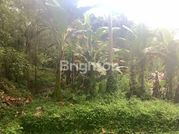 image 4 ARE SANGAT MURAH TANAH DEKAT ALAS KEDATON TABANAN (3)