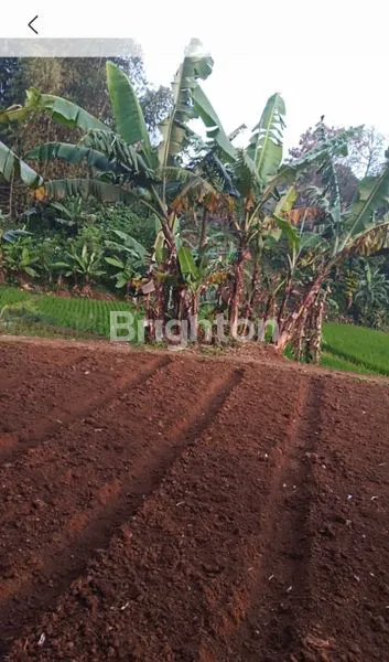 image TANAH KEBUN DAN SAWAH DI CIMAHI UTARA (5)