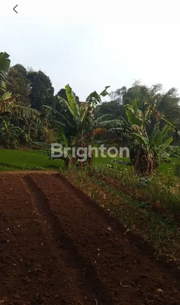 image TANAH KEBUN DAN SAWAH DI CIMAHI UTARA (6)