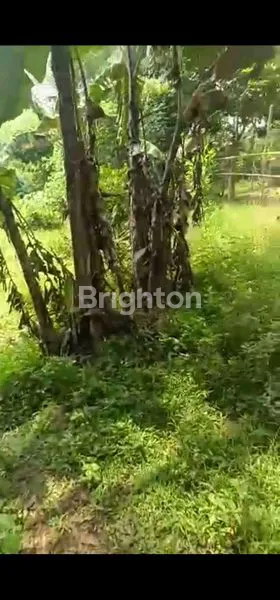 image LAHAN TANAH 3000 M² PARUNG PANJANG BOGOR COCOK UNTUK USAHA  (5)