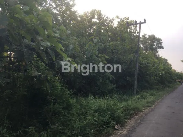 image TANAH DI NGANJUK (2)