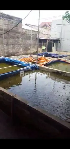 image RUMAH MUNGIL MINIMALIS BONUS KOLAM IKAN LELE DITANAH BELAKANG RUMAH CIJANTUNG (8)