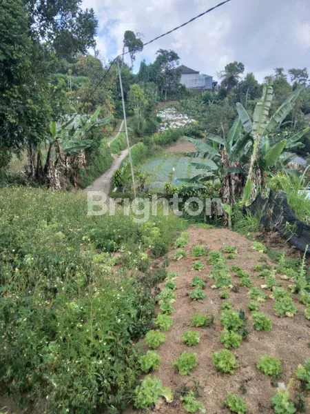 image 14 ARE INVESTASI TANAH MURAH DAN LUAS DI BEDUGUL (2)