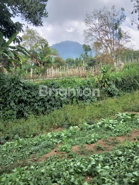 image 14 ARE INVESTASI TANAH MURAH DAN LUAS DI BEDUGUL (1)