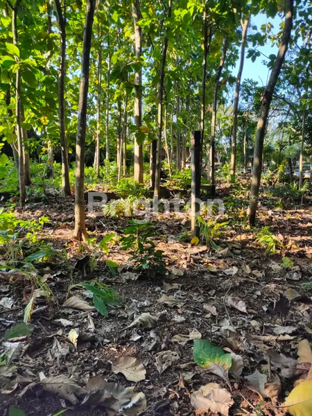 image DIJUAL TANAH DISAMPING JALAN UTAMA (4)