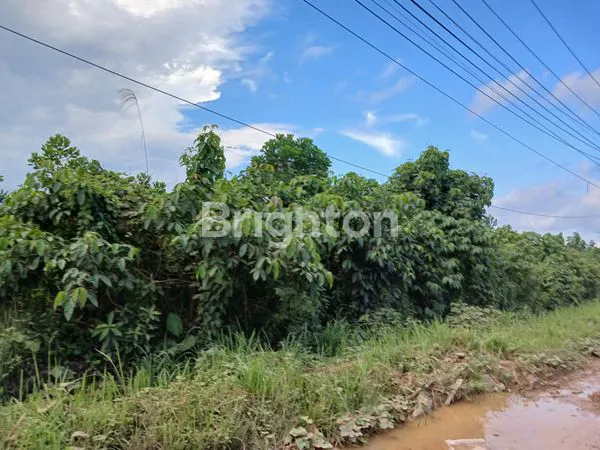 image DIJUAL TANAH/LAHAN PINGGIR JALAN POROS KILO 13 PULAU BALANG  COCOK DIBUAT GUDANG, PABRIK, WORKSHOP DAN USAHA (2)