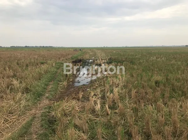 image TANAH SAWAH 1 HA HEKTAR DI BABELAN BEKASI MURAH SURAT LENGKAP (1)