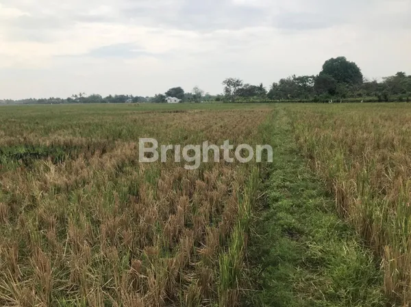 image TANAH SAWAH 1 HA HEKTAR DI BABELAN BEKASI MURAH SURAT LENGKAP (2)