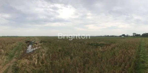 image TANAH SAWAH 1 HA HEKTAR DI BABELAN BEKASI MURAH SURAT LENGKAP (3)