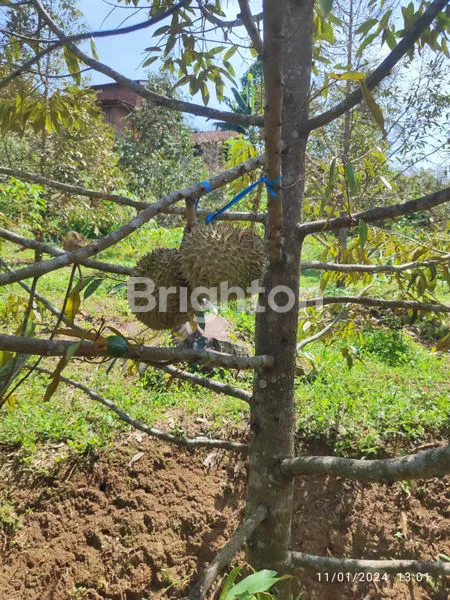 DIJUAL TANAH KEBUN DURIAN MONTONG