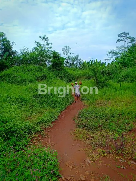 image BUTUH JUAL CEPAT LAKU TANAH PANDANSARI BATANG (2)