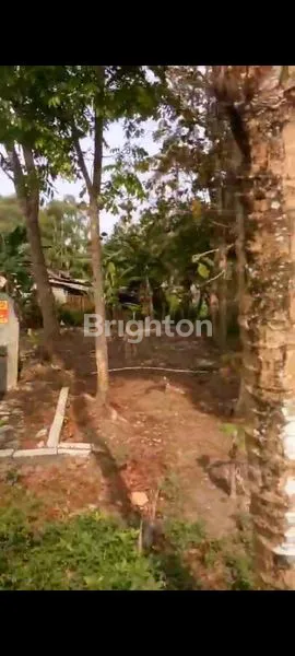 image TANAH PEKARANGAN 521M2 DI SENTOLO LOR (7)