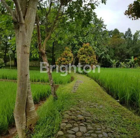 image VILLA, COTTAGE LUAS 2,6 HEKTAR BISA DIJADIKAN TEMPAT WISATA SEBAGAI LAHAN BISNIS TAMBAHAN DI TENGAH PERSAWAHAN DI DESA SITU UDIK BOGOR (5)
