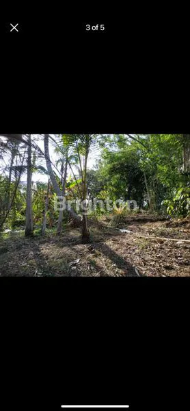 image TANAH KAV MURAH   54 ARE / 60JT PER ARE DS ANTAP TABANAN (3)