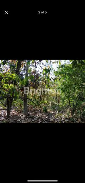 image TANAH KAV MURAH   54 ARE / 60JT PER ARE DS ANTAP TABANAN (4)