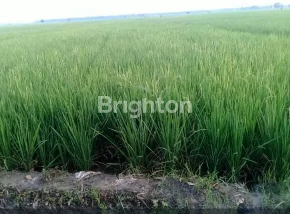 DIJUAL CEPAT TANAH MURAH