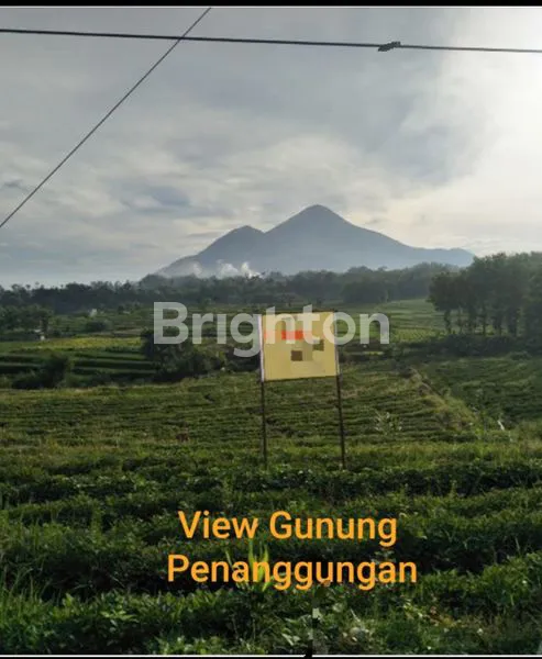 image JUAL TANAH PACET MOJOKERTO (1)