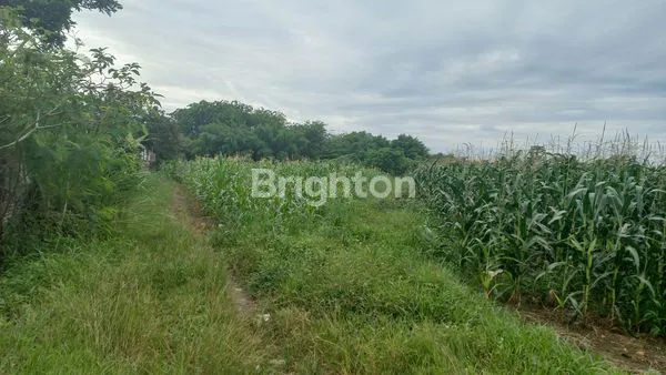 image TANAH KOSONG COCOK GUDANG (3)