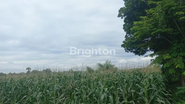 image TANAH KOSONG COCOK GUDANG (5)