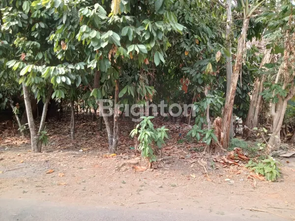 DIJUAL CEPAT TANAH DI JIWAN MADIUN