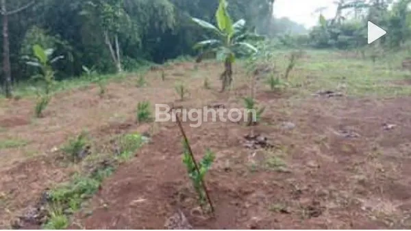 image TANAH PERTANIAN DAN PERKEBUNAN DIJUAL LOKASI CIOMAS COCOK UNTUK INVESTASI (1)