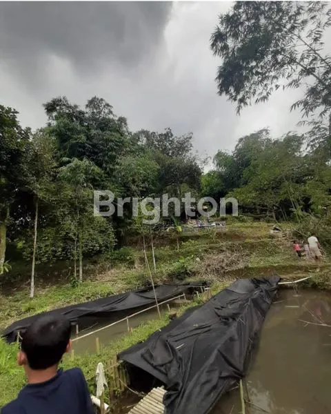 image TANAH PERTANIAN DAN PERKEBUNAN DIJUAL LOKASI CIOMAS COCOK UNTUK INVESTASI (4)