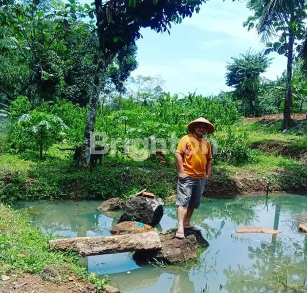 image TANAH PERTANIAN DAN PERKEBUNAN DIJUAL LOKASI CIOMAS COCOK UNTUK INVESTASI (5)