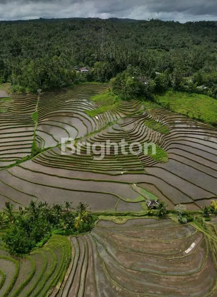 image 2 SERTIFIKAT TANAH SAWAH & KEBUN TIYINGGADING SELEMADEG BARAT TABANAN (7)