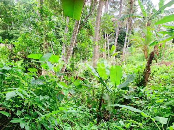TANAH PEMANDANGAN SAWAH DAN SUARA AIR SUNGAI  SANGAT PRODUKTIF DI KAWASAN SINGAPADU GIANYAR