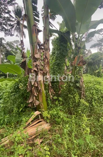 TANAH MURAH DI MARGA TABANAN
