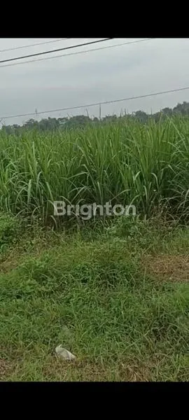 image TANAH SIAP BANGUN BANGSAL, MOJOKERTO (2)