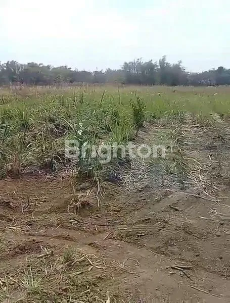 image LAHAN KERING, RATA JALAN, LUAS, UNTUK PERUMAHAN, PASURUAN (1)