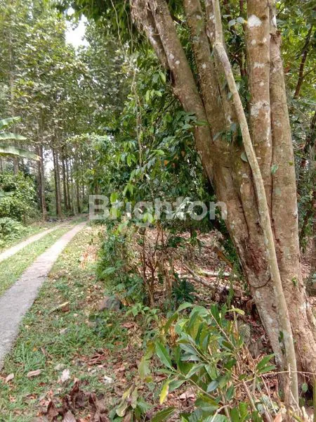 TANAH DI DESA REJASA PENEBEL TABANAN