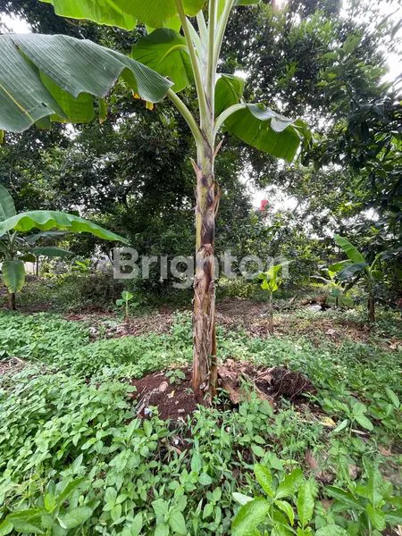 TANAH STRATEGIS AREA BEJI