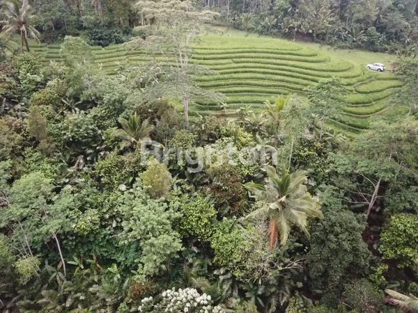 image DIJUAL LAHAN VIEW BUKIT TERASERING  YG SEJUK DAN INDAH (4)